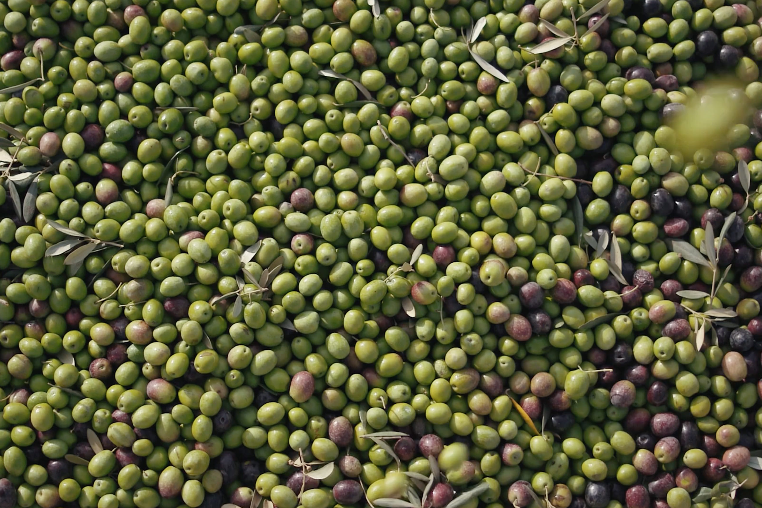 Olive plantation in West Minya