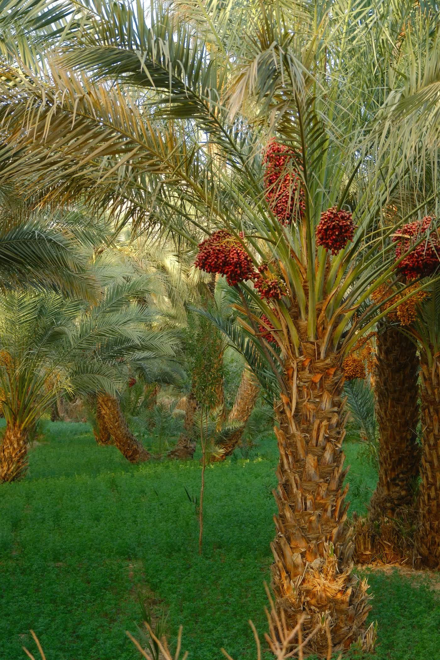 Date palm plantation with ripening date clusters