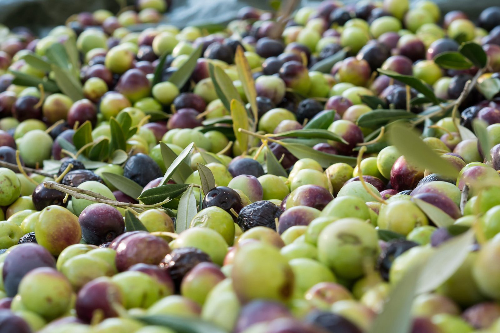 Large-scale olive plantation in Egypt