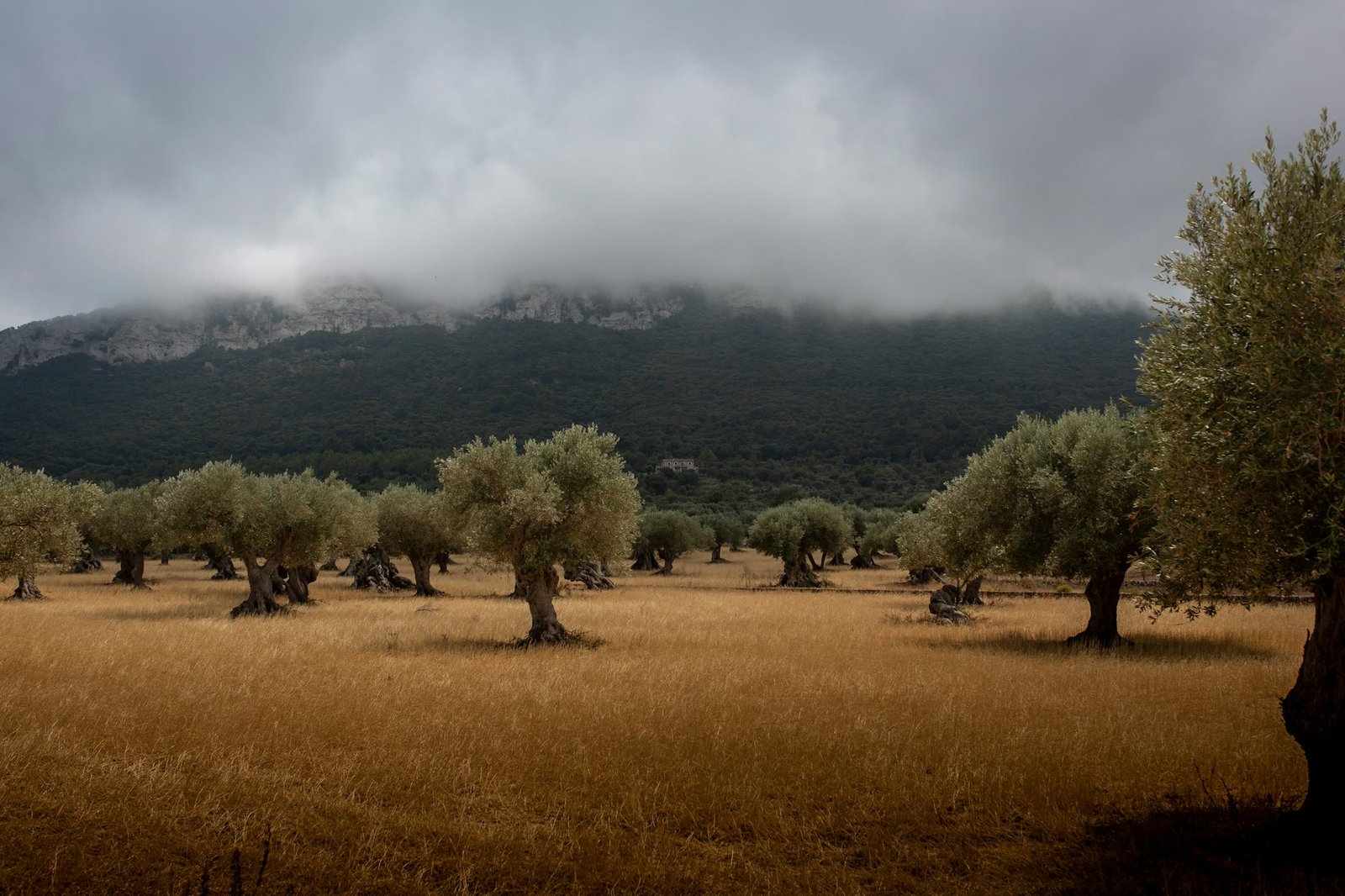 Olive grove rows in Spain