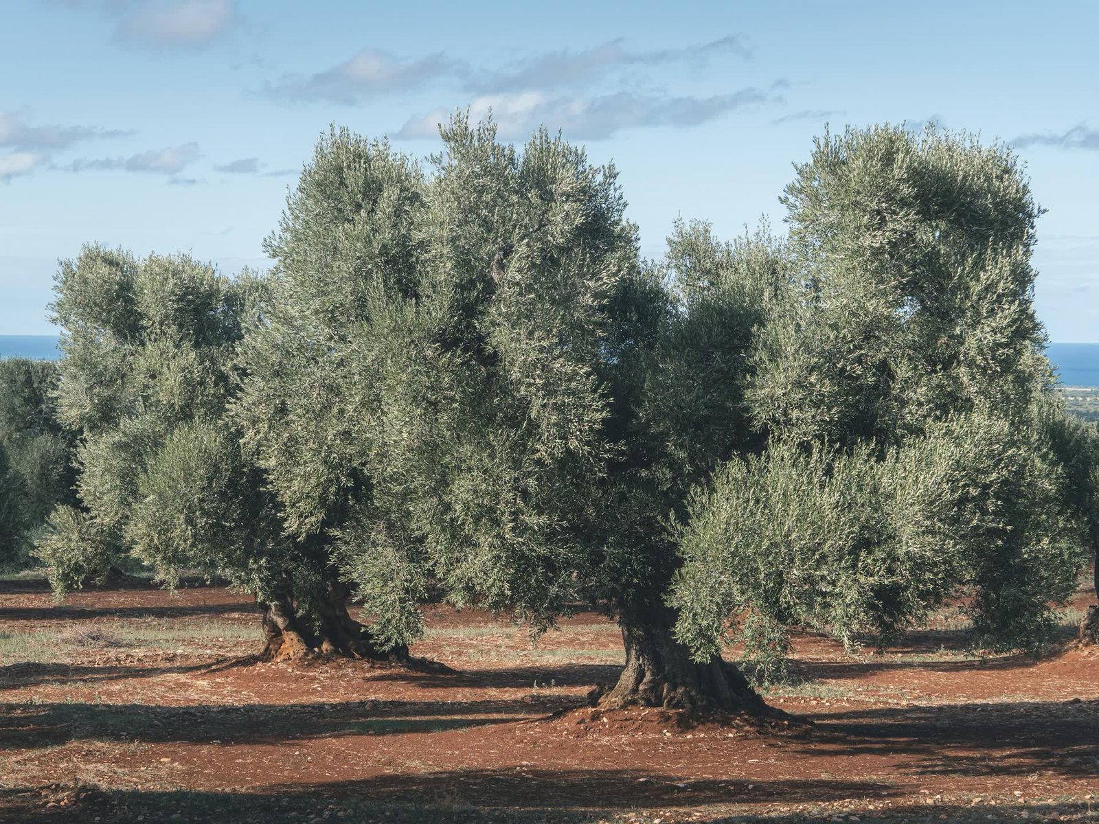 Olive grove rows in southern Spain