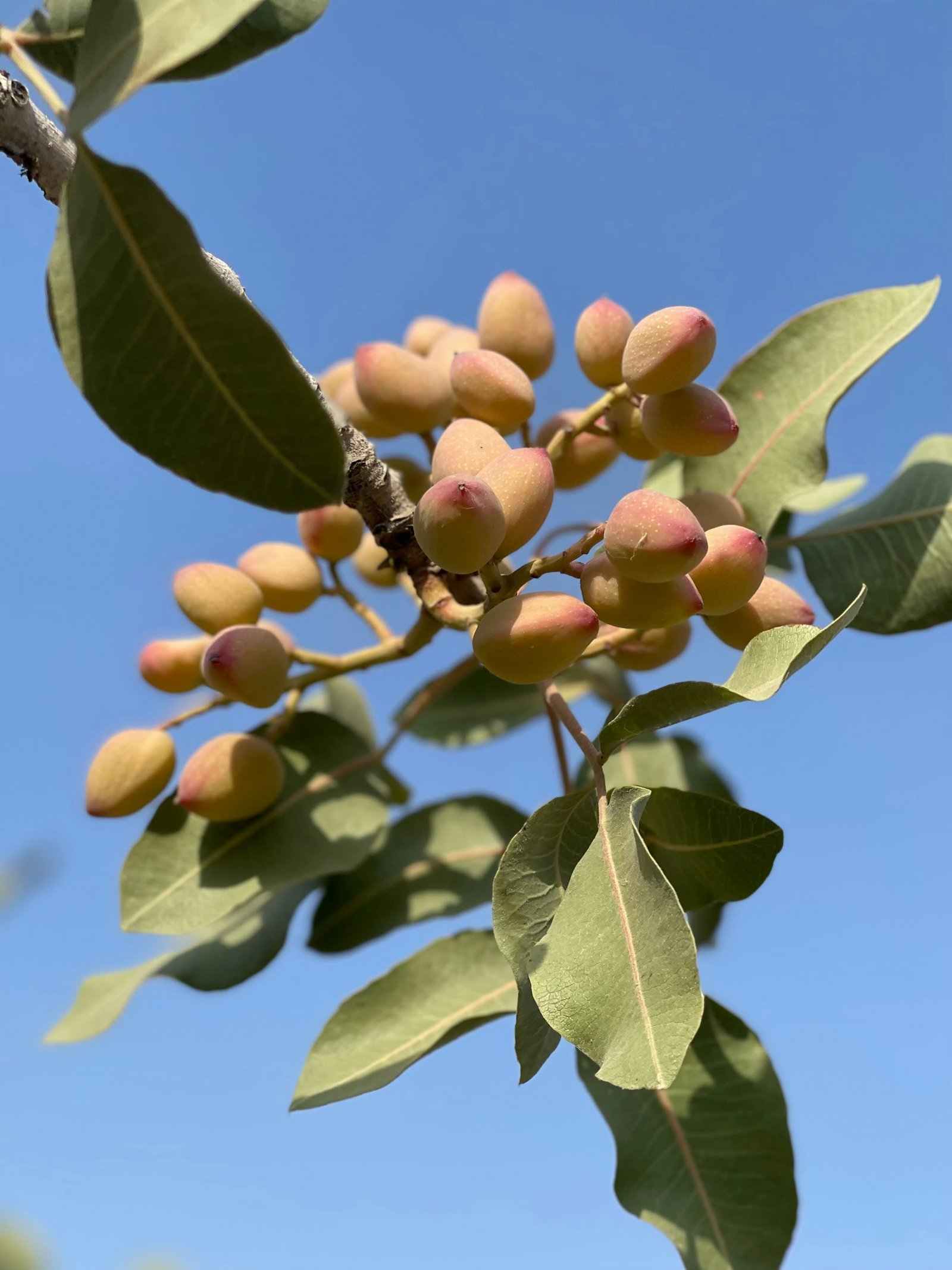 Young pistachio orchard in central Spain