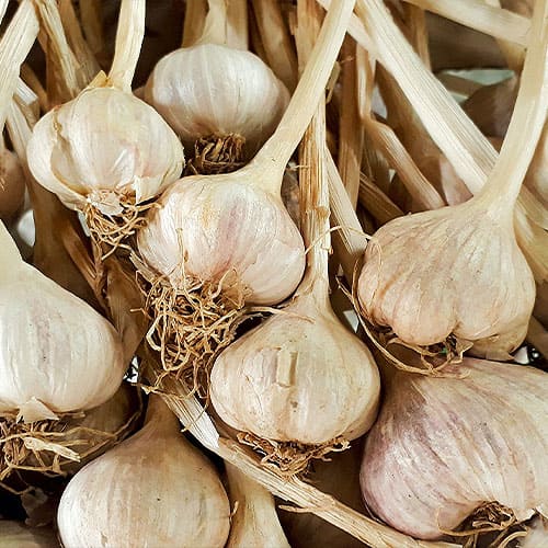 Garlic farms investment in turkey