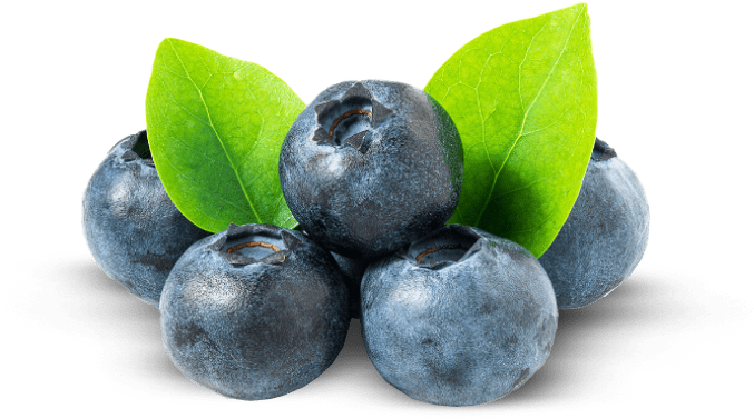 Blueberry farmlands investment in turkey