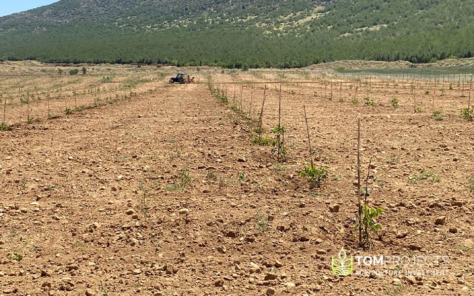 Agriculture land maintenance by tom projects company