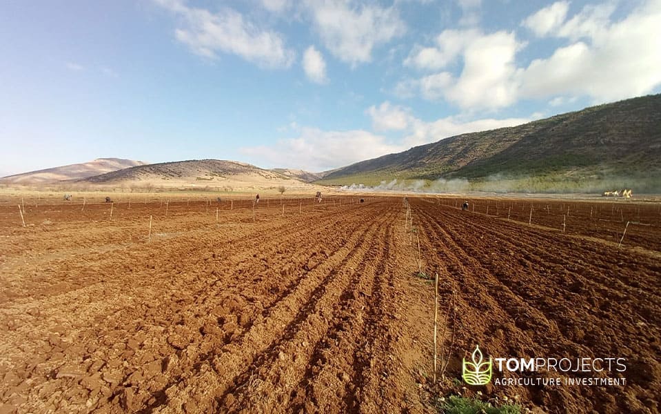 Agriculture land maintenance by tom projects company