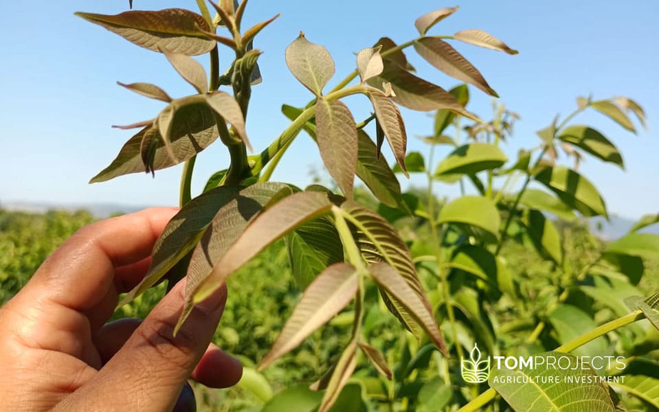 Best walnut trees sapling in turkey