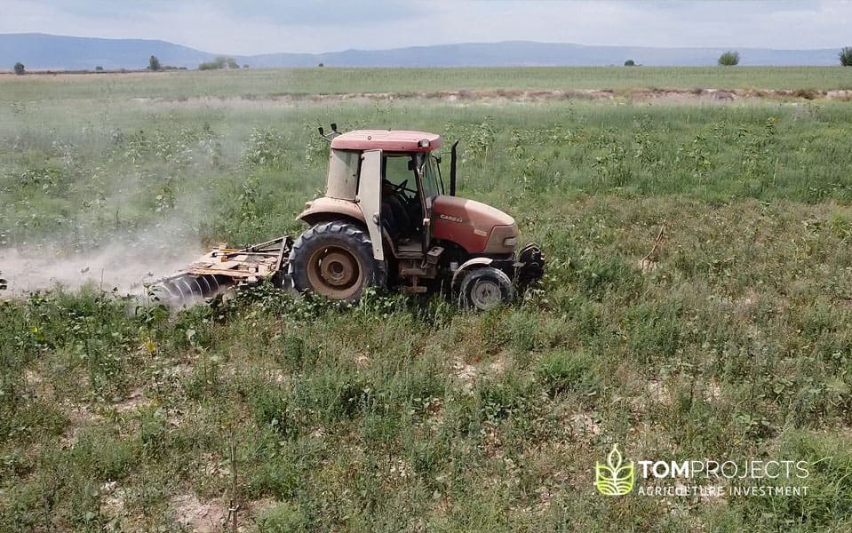 Land preparation for walnut planting