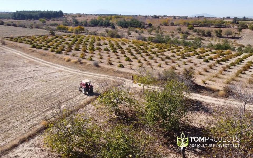 Walnut harvest in turkey tom projects agriculture investment