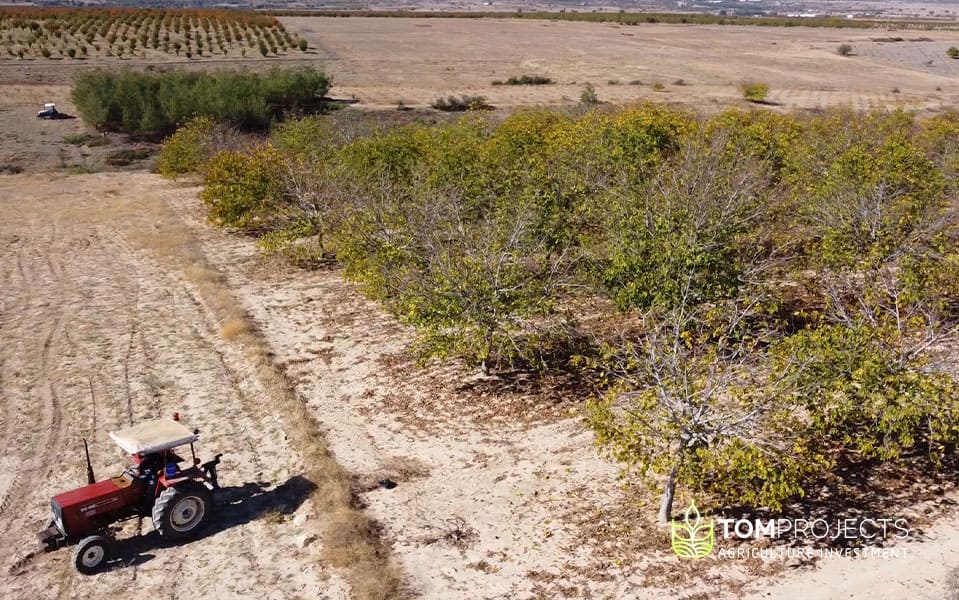 Walnut harvest in turkey tom projects agriculture investment