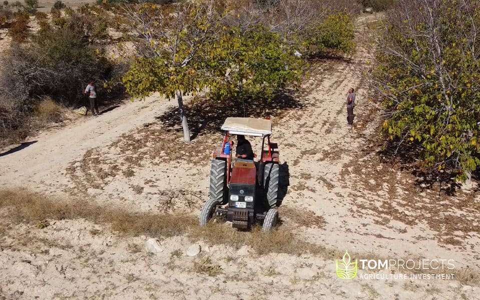 Walnut harvest in turkey tom projects agriculture investment