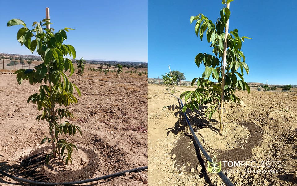 invest in walnut farms in turkey - tom projects agriculture investment