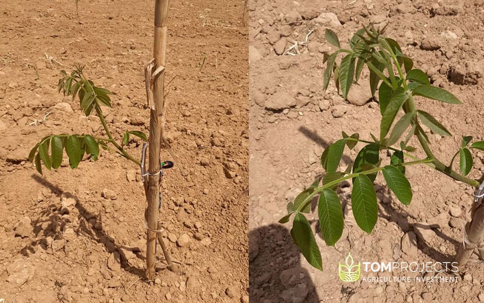 Walnut saplings planting tom projects- agriculture investment